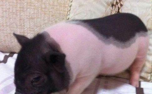 宠物猪网红吃哈密瓜,哈密瓜成新宠！